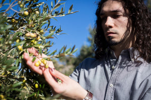 ed'o the gold essence Erhan Turkoglu careful selection of Arbequina olives hand picking on optimal maturity level